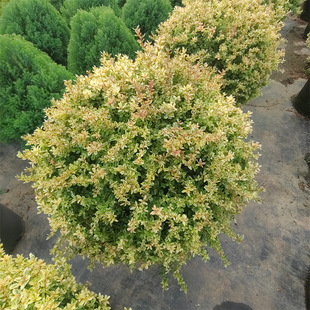 С����^�~ֲ��С�~��ɫ����ľ��N�͟��ͺ��ļ����໨��ֲ��