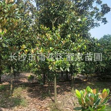 供应广玉兰 米径10公分(广玉兰 荷花玉兰) 绿化用玉兰树 苗圃