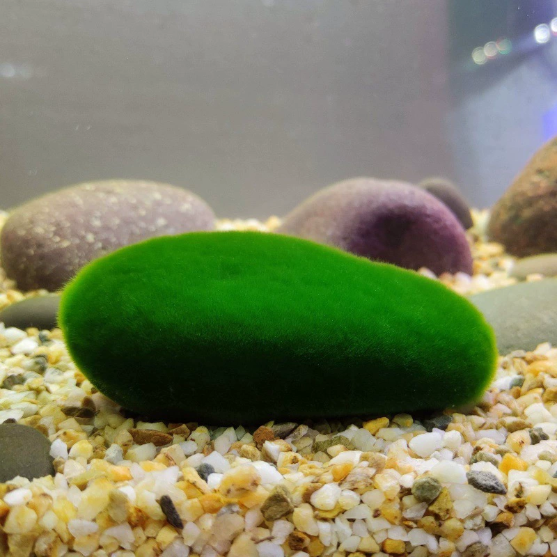 Короткие бархатные водоросли, длинные бархатные водоросли, зеленые водоросли, камень из водорослей, зеленые водоросли, мх для аквариума, водные семена, зеленый ковер, очищающий зеленый мох.