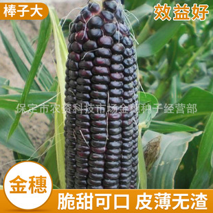 Освежающие клейкие семена кукурузы Оптовая первая черная клейкая кукурузная аромат уникальный черный феникс F1