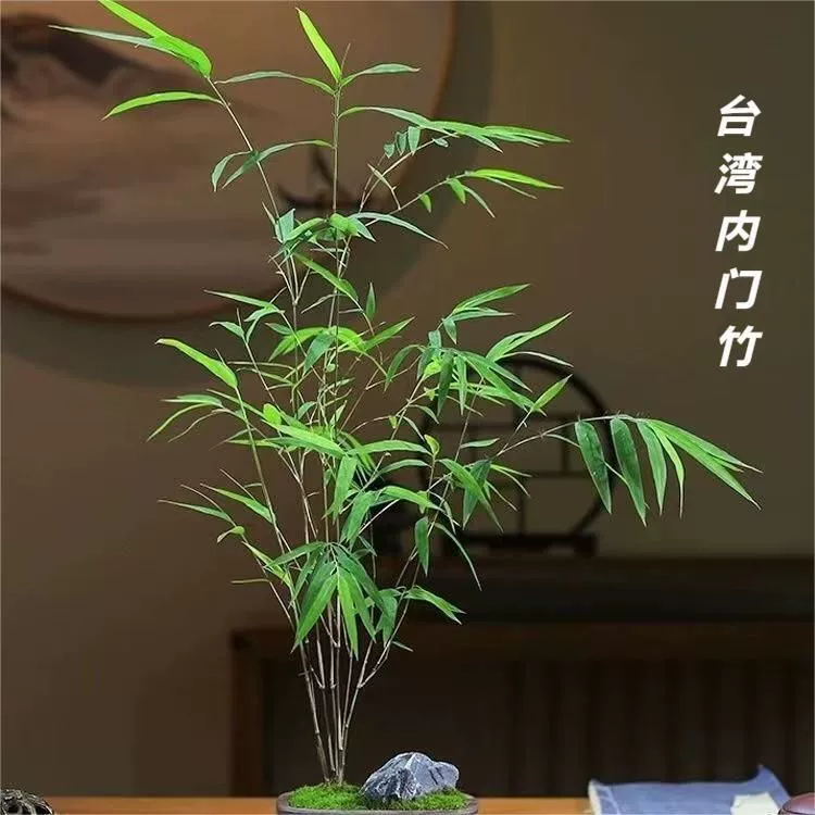 Тайваньская внутренняя дверь, бутик, бамбуковый бонсай, кабинет для учебы, элегантный чайный столик в горшке, простой в обслуживании, зеленые растения в стиле дзен