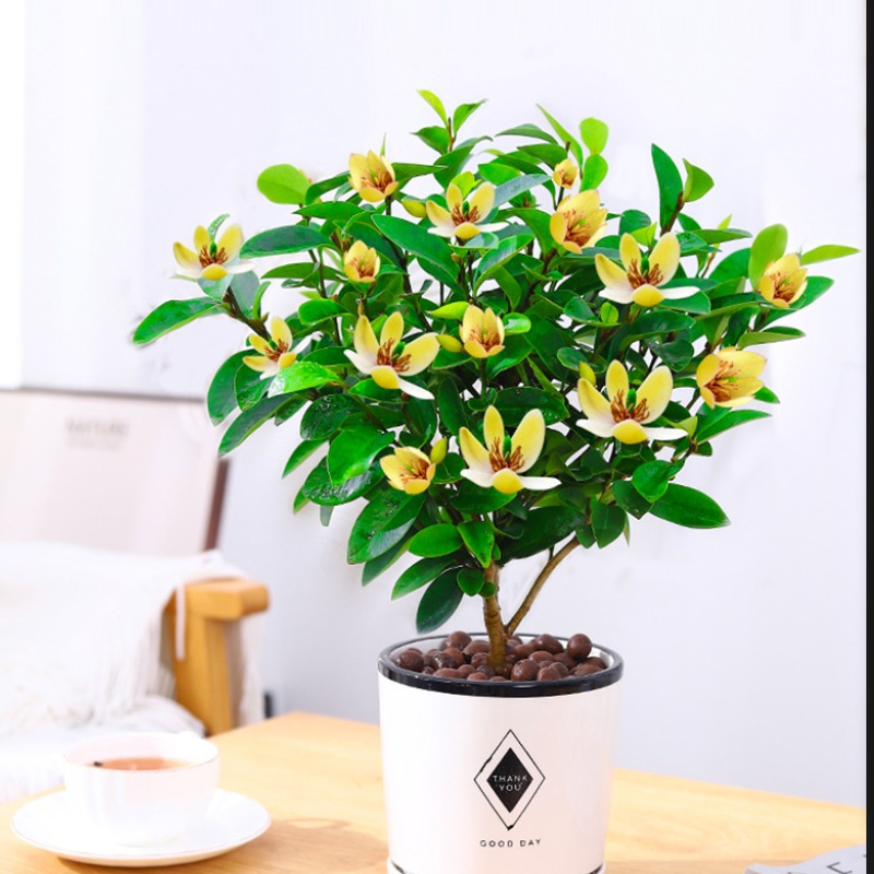 庭院盆栽室内摆放含笑盆栽棒棒糖含笑盆栽紫花含笑香花花卉植物