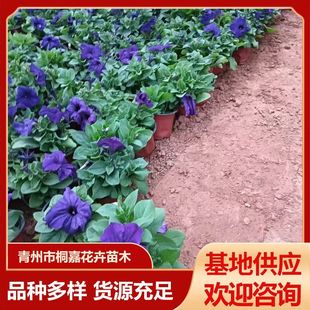 ���ݻ������l�r��ݻ��ر��ݻ��绨�ܾGֲ���԰���ţ��ֲ��