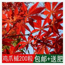 ²ľNǗNuצʷNNǗNļɲ