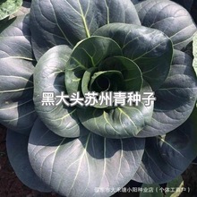 ڴ^KN _~С ͥԺ̨Բˈ@ļ߲˷N