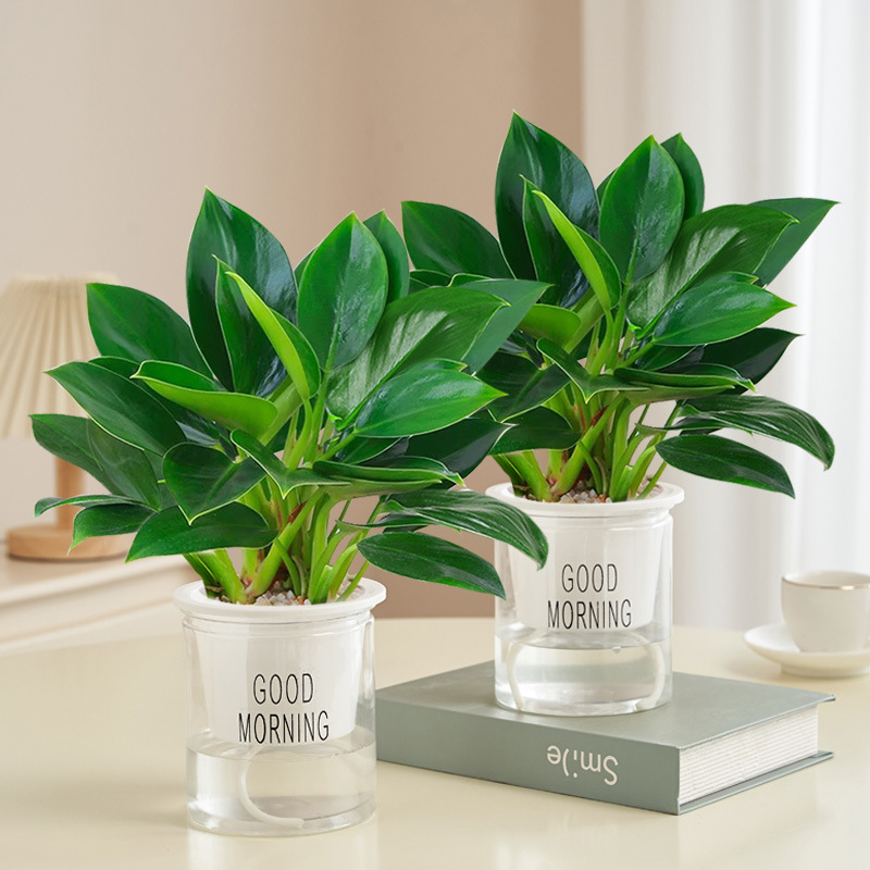 [화분 2개 특가] 골든다이아몬드 25cm 3그루(굿모닝 화분) + 영양액