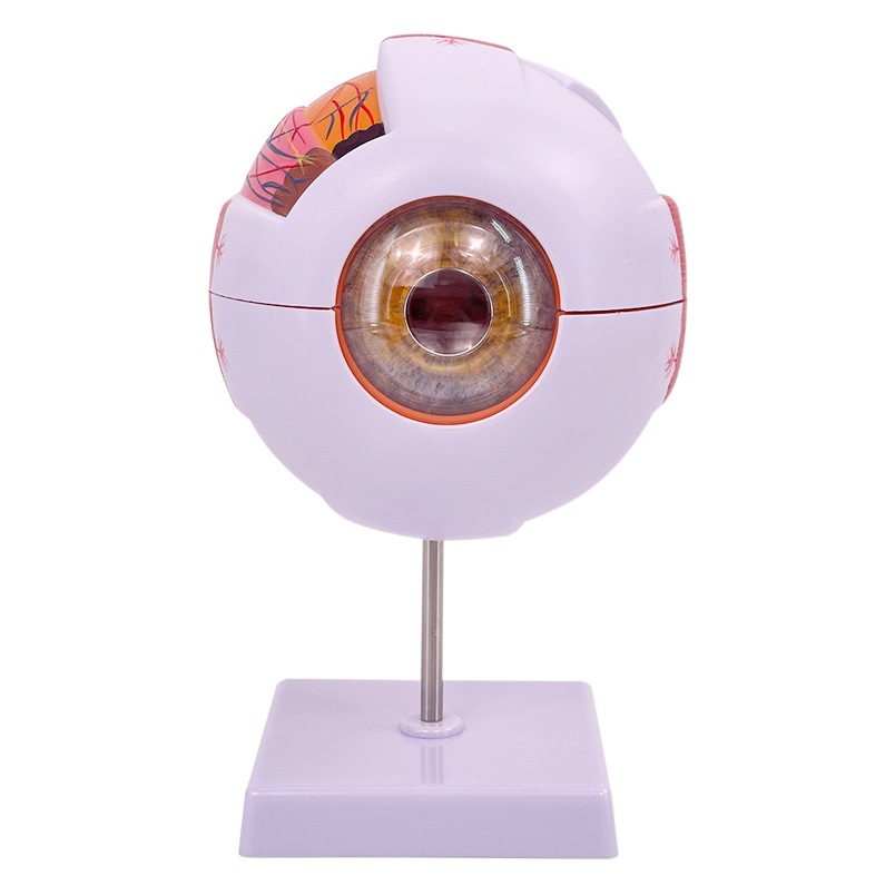 Productos genuinos de alta gama profesional médico ojo humano modelo de anatomía ojo anatomía estructura facial características modelo oftálmico