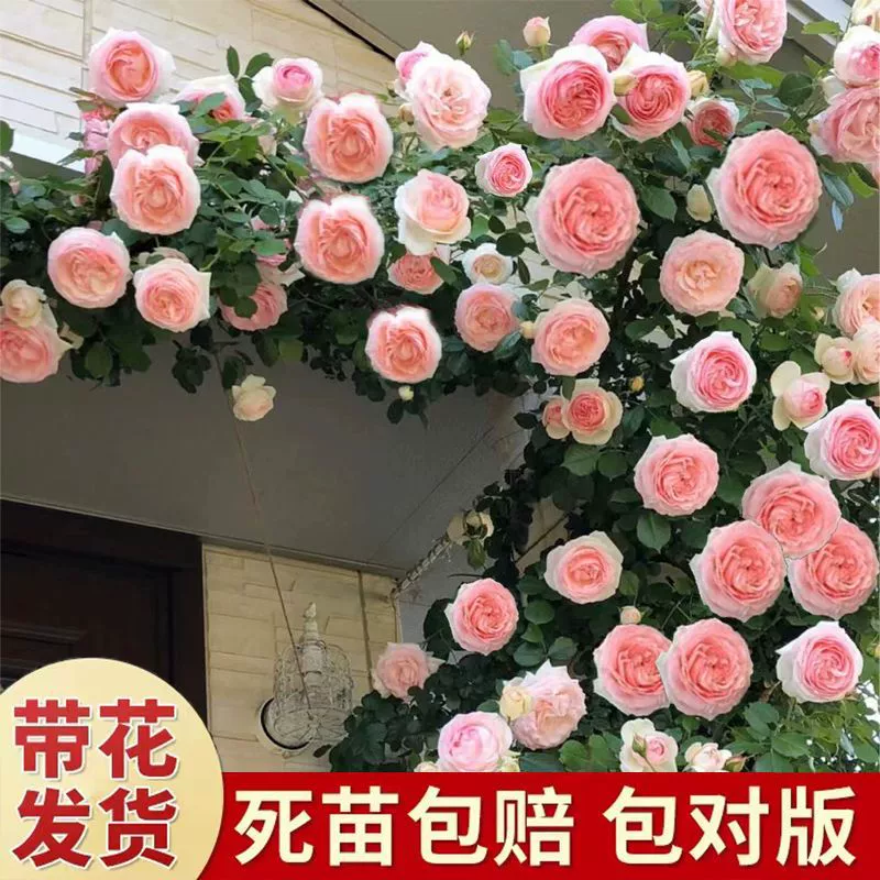 Роза Виноградная Роза Рассада Очень большие Цветы Лучжоу-аромат Четыре сезона Восхождение Виноградные растения Комнатные Балкон Восхождение Стены Роза
