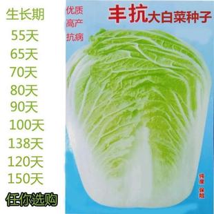 Feng Resistant 90 Days 80 Days 70 Days 120 Days Early Maturing Late Maturing Chinese Cabbage Seeds Hybrid High Yield Cabbage Seeds