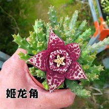 ���Ὺ��ǻ�����������ˏ�ƶ���ֲ��������̨��ֲ�������Է�����