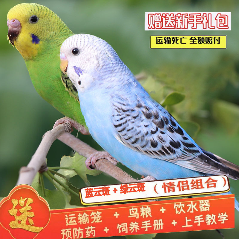 파란 구름 반점 + 녹색 구름 반점 (Bao Xue 말하기) 커플 매칭