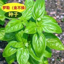 ���羳��؛�����~�_�շN�����Կ�ʳ���߲���ݷN���ѷN��ȫ���_��