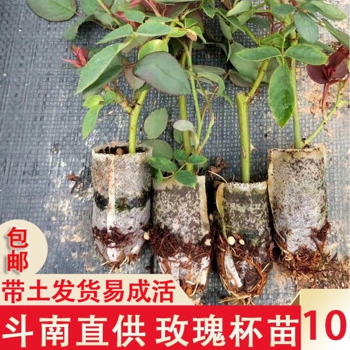 云南昆明 四季玫瑰鲜切花苗 月季苗 袋装苗杯苗 基地直发带土发货