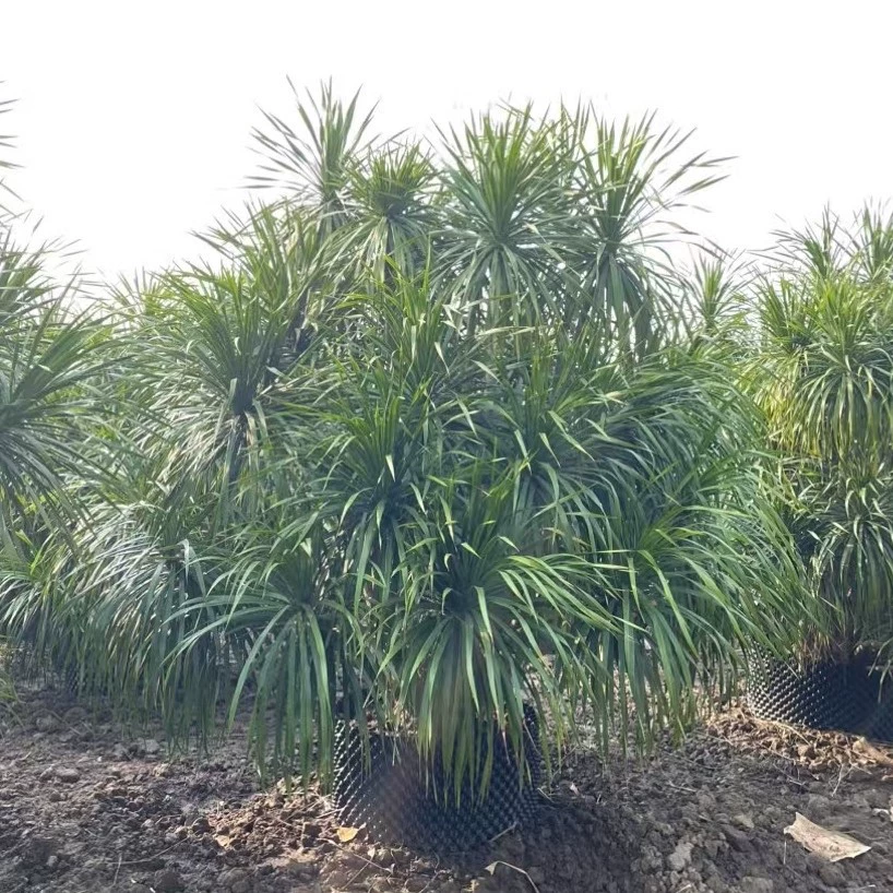 Саженцы драцен для проекта по зеленению, крупные многоголовые деревья "драконья борода", "драконья железная рука", садовые растения драцены в горшках