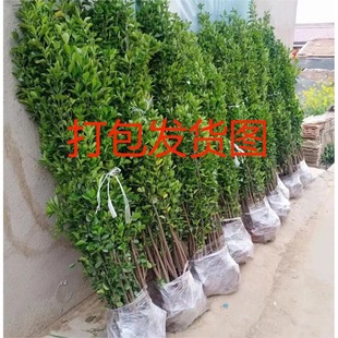 �h��ֲ�ﱱ�������������ļ�����ͥԺ�ͺ���������G������