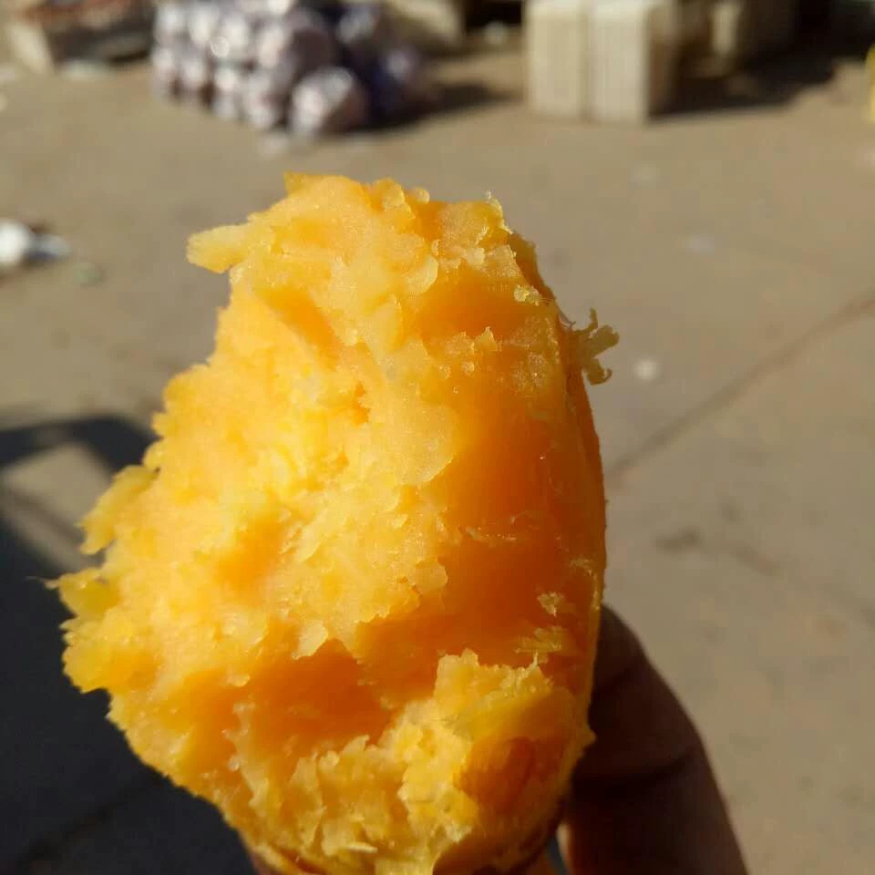 Четыре сезона поставки Хэбэй Лонгшу № 9 Сладкий картофель Сладкий картофель оптом № 9 Сладкий картофель