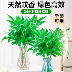 Hydroponic Mosquito-Repellent Bamboo Evergreen Flowers for All Seasons, High-End Plant Potted Green Plants for Living Room, Indoor Guest Desk, Easy to Maintain