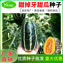 批发甜掉牙花皮甜瓜种子冰糖脆子羊角蜜皮薄肉甜八里香甜瓜种籽