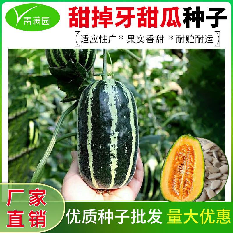 批发甜掉牙花皮甜瓜种子冰糖脆子羊角蜜皮薄肉甜八里香甜瓜种籽