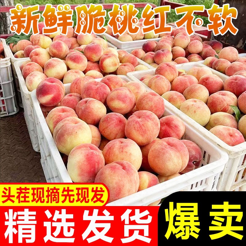 应季头茬红不软脆桃整箱脆甜水蜜桃现摘现发孕妇新鲜水果桃子