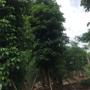 ����ֱ�N ���� ���� ��� ����� ���G�� ��Ҏ�� �G����ľ��r