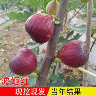 �����t�o�������� ���Ե��ԟo������ͥԺ�����ϱ����Nֲ����Y��