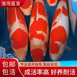 ��ؔ�ձ��t�״�����Ʒ�M����ɫ���~�\�����N����ɫ��ˮ���B���\��