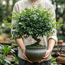 ������������������ľ���Ի��ݻ��҃���ֲ������辰������Gֲ