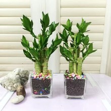 �������Ĳ����F�������k����ֲ��͏d�҃����Ի���ֱ�N