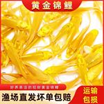 招财冷水金鱼锦鲤好养活鱼黄金龙凤鲤鱼淡水耐活观赏鱼风水鱼苗