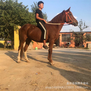 �ɹ��R �����R ��Ѫ�R �±����R ��Ѫ�R �R�T���R�����X