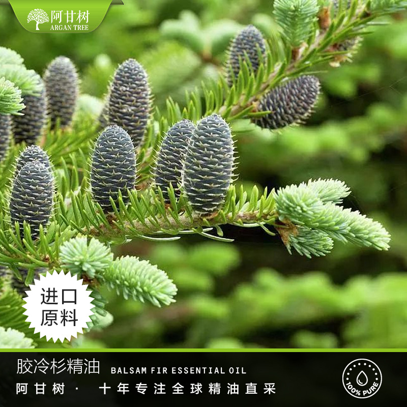 阿甘树胶冷杉精油Abies balsamea量大价优