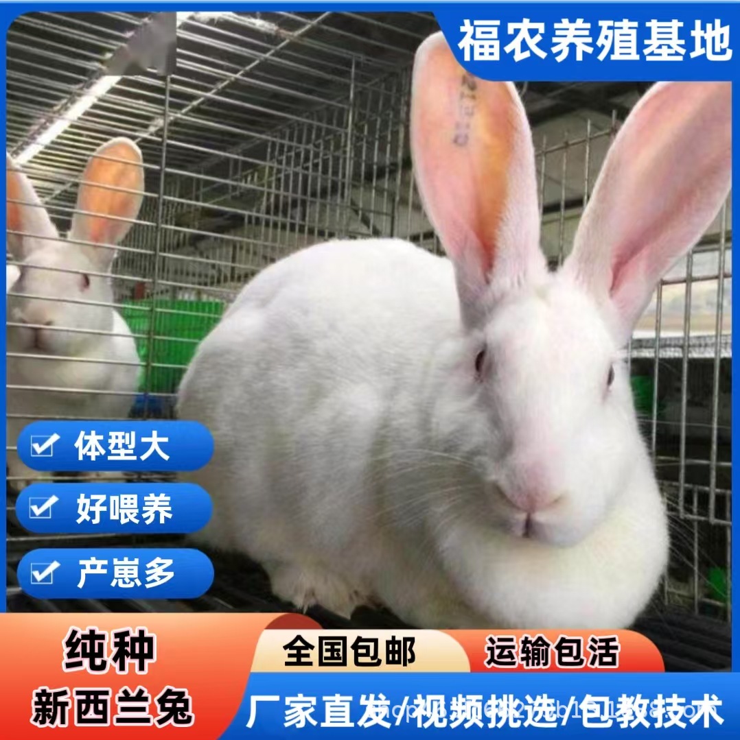 大型新西兰肉兔种兔繁育基地