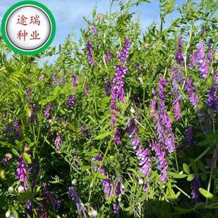 ë���ӷN�ӹ��@�G������Bֳ������Դ���ܹ����o���L��ëҰ�㶹��