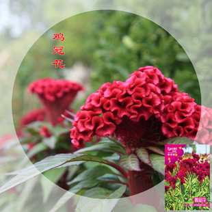 �u�ڻ��N���ļ������N���׻��ͺ��޸����Ի��ܰ��UͥԺ�����u����