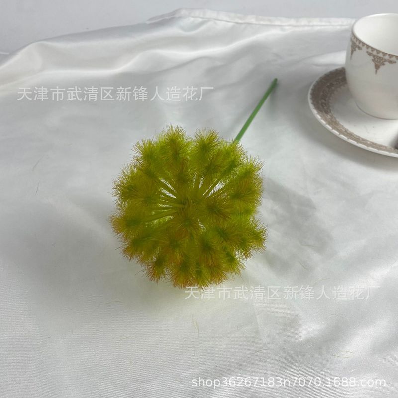 タンポポは玉ねぎの花球の造花撮影だけを模倣しています。|undefined