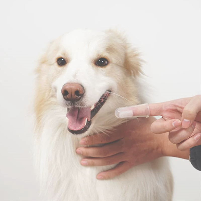 Кошки Собаки Щетка Щетка Щетка Щетка для домашних животных Щетка для удаления неприятного запаха изо рта Зубная щетка Для чистки полости рта