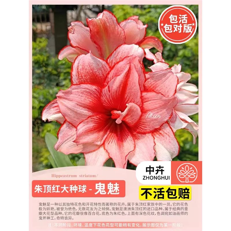 Amaryllis bulb - ghost series (large)