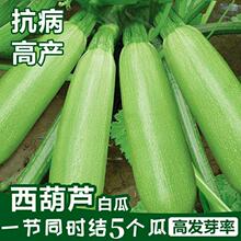 �����J�N�Ӹ߮a�߲˷N���ļ��׷N��ͥ�̨�����߲����紺�߲˷N��