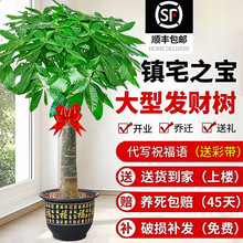发财树客厅大盆栽室内大型绿植好养旺宅树办公室乔迁开业送礼植物