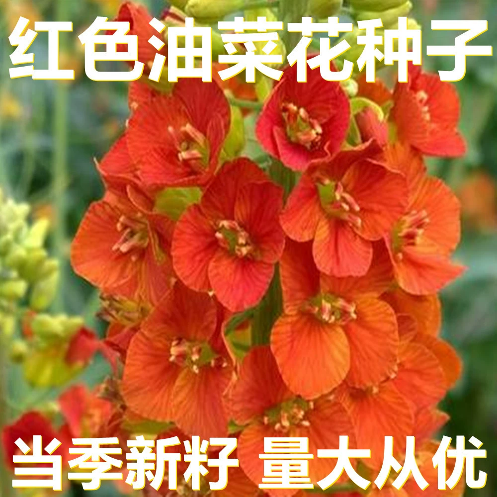 Семена ростков редиса красного 500г в мешках оптом, прямые поставки с места происхождения, сезонные новые семена, семена садовых цветов