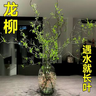 龙柳鲜枝纯水培植物花卉室内盆栽四季水养南天竹干枝雪柳吊钟绿植-阿里巴巴