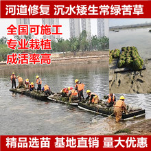 ��ˮֲ�ﰫ�����G��ݴ̿�ݴ�����ֲ��ˮ��ɭ�־Gֲ�ӵ��ޏ���