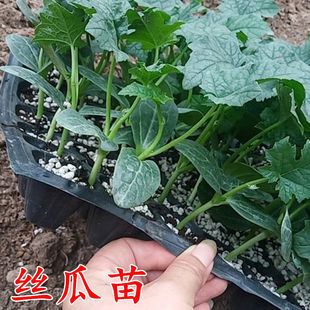 ��z���紺���߮a�߲˹Ϲ��L�z�����玧��������z�ϷN�����ٲ���