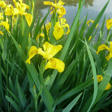 �S���ѷN��Ʒ�N�Rȫ�ر���ƺ���N��ϵ��ï�S���ѷN��ˮ��ֲ��