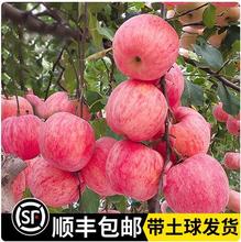 红富士苹果树果苗盆栽嫁接苗庭院南方北方矮化耐寒果树苗四季种植