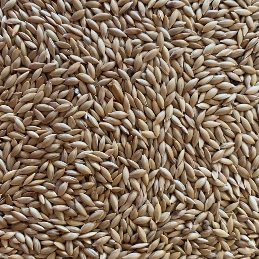 Импорт Ганы