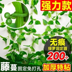绿萝爬墙上花绿植固定器绿箩家用无痕卡扣绿枝爬