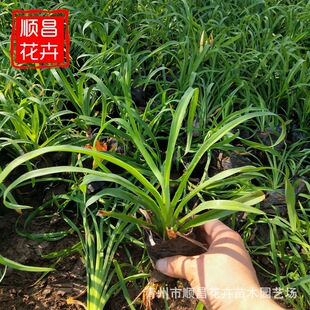 ����ֱ�� ���G��� ������ ��ݴ���� �ر��G������ľ����