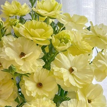 ĵrл滨rlckҿ͏dƿ廨껨